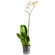 White Phalaenopsis orchid in a pot. Uzbekistan